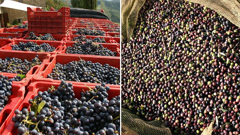 Vale di più una bottiglia d'olio od una bottiglia di vino?