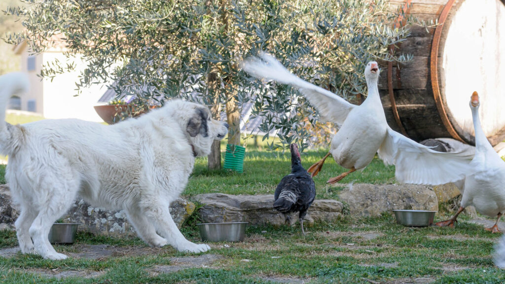 cani, galline, oche, anatre e tacchini 06