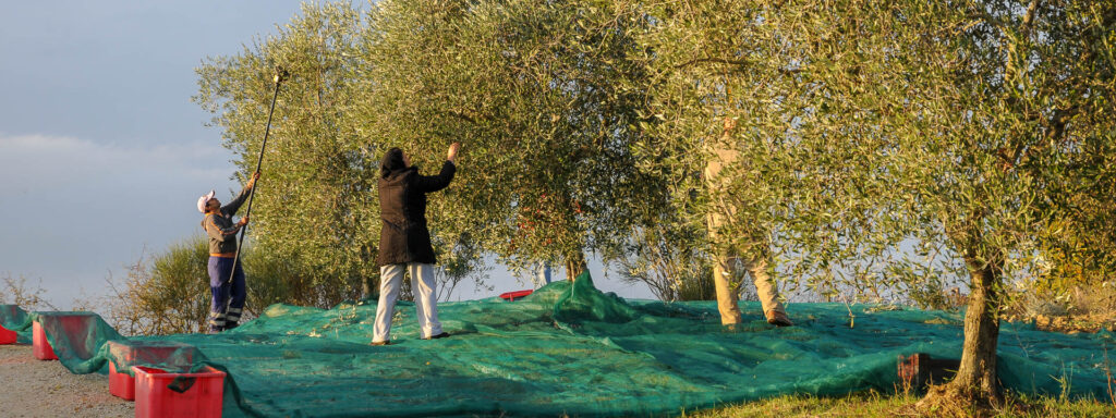 raccolta olive a preggio