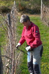 Elena in vigna
