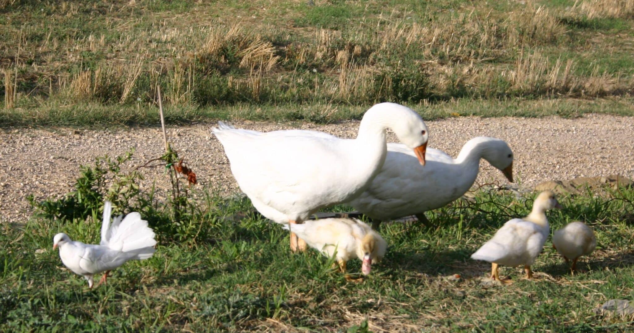 Due oche bianche, alcune giovani anatre e una colombella al pascolo nel prato dell'agriturismo di Preggio, in Umbria